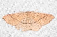 Cyclophora suppunctaria