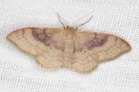 Idaea degeneraria