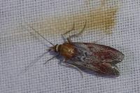 Selagia spadicella