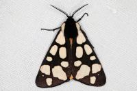 Arctia villica