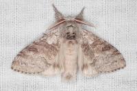 Calliteara pudibunda