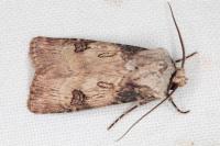 Agrotis puta