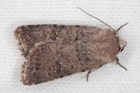 Caradrina flavirena