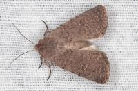 Caradrina flavirena