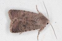 Caradrina flavirena