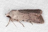 Caradrina noctivaga