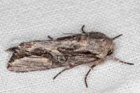 Egira conspicillaris