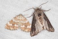 Egira conspicillaris