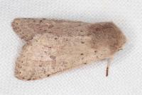 Orthosia cruda