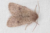 Orthosia cruda