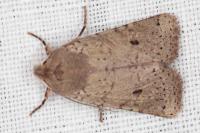 Spudaea ruticilla