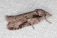 Nycteola columbana