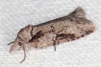 Nycteola columbana