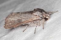 Dicranura ulmi