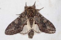 Peridea anceps