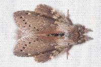 Stauropus fagi