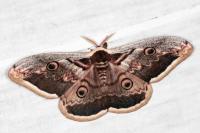 Saturnia pyri