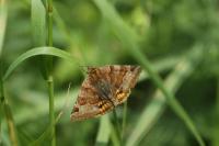 Euclidia glyphica