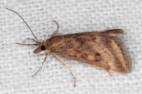Pyrausta despicata