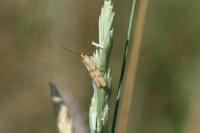 Homoeosoma sinuella