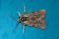 Asteroscopus sphinx