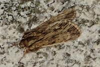 Asteroscopus sphinx