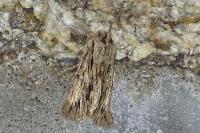 Asteroscopus sphinx