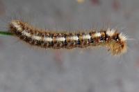 Lasiocampa quercus quercus