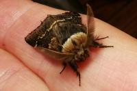Poecilocampa populi populi