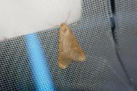 Alsophila aceraria