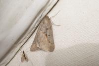 Chemerina caliginearia