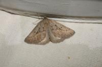 Chemerina caliginearia
