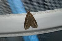 Chesias legatella