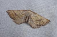 Coenocalpe millierata