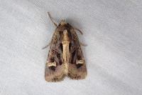 Trigonophora flammea