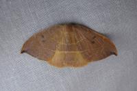 Watsonalla binaria