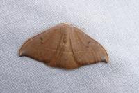 Watsonalla uncinula