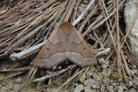 Crocallis tusciaria