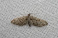Eupithecia oxycedrata