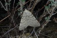Isturgia miniosaria