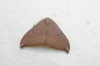 Watsonalla uncinula