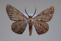 Hypomecis roboraria