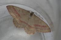 Rhodostrophia vibicaria