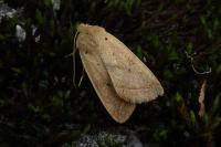 Leptologia macilenta