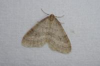 Operophtera brumata