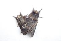 Poecilocampa populi populi