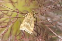 Pyrausta aerealis