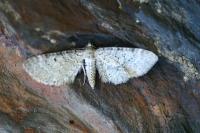Eupithecia veratraria