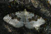 Xanthorhoe montanata