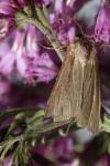 Mythimna impura